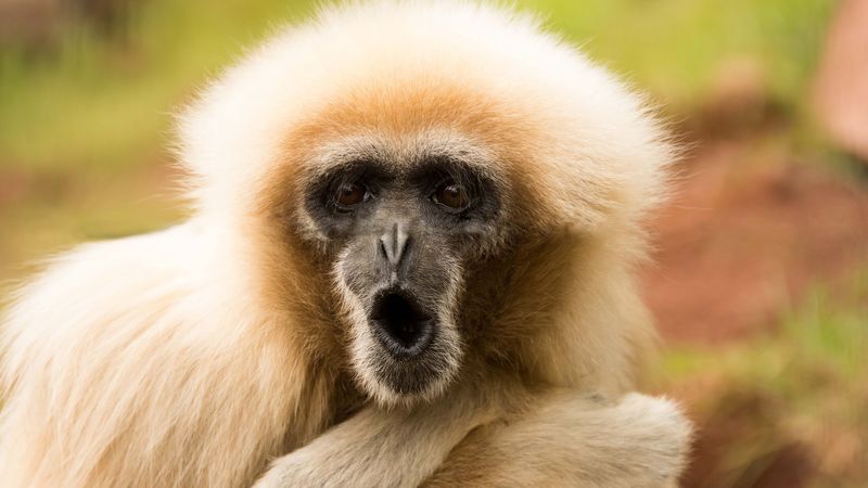 monkey, face, emotion, 4k