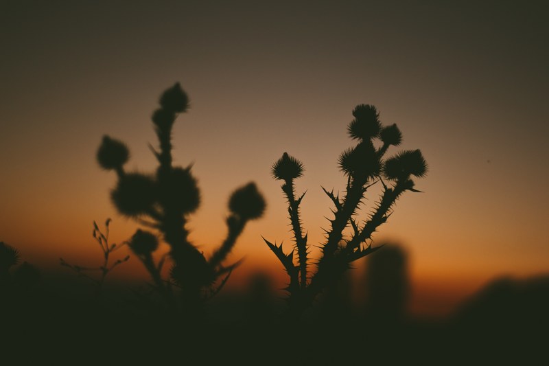 a silhouette of spiked plants at dusk as the sun sets in the background, poke me 4k