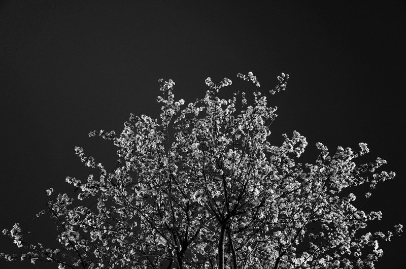 black and white shot of treetop with blossom on dark sky, treetop with blossom and sky 4k