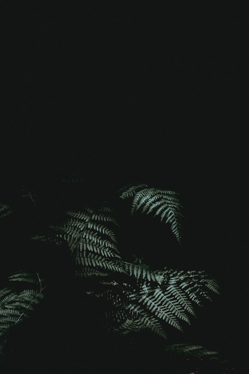 ferns in the dark 4k