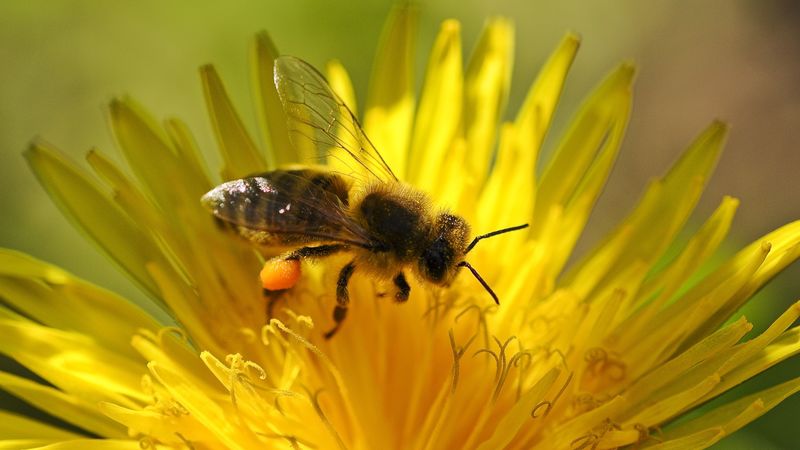 bee, flower, pollination, dandelion, 4k