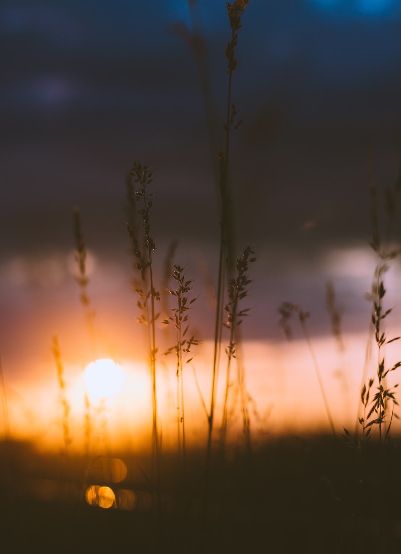 setting sun behind blades of grass, setting sun over a meadow 4k