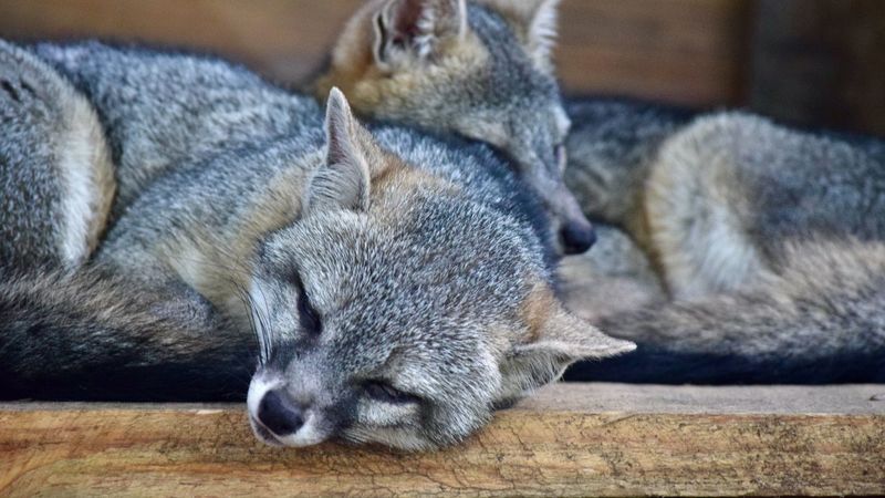 raccoon, couple, lie, caring, 4k