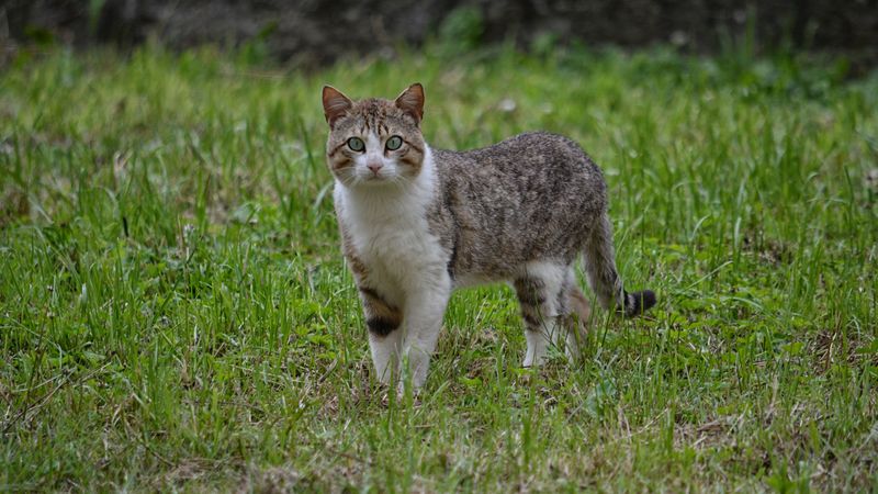 cat, walk, grass, 4k