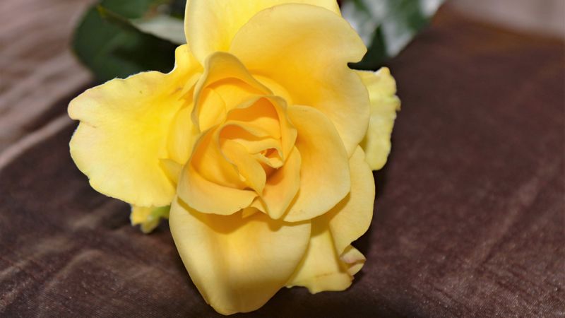 rose, bud, yellow, petals, 4k