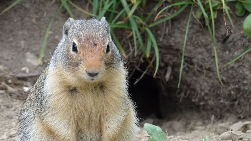 marmot, animal, sitting, fat, 4k