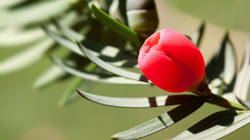 taxus, flower, bud, leaves, 4k
