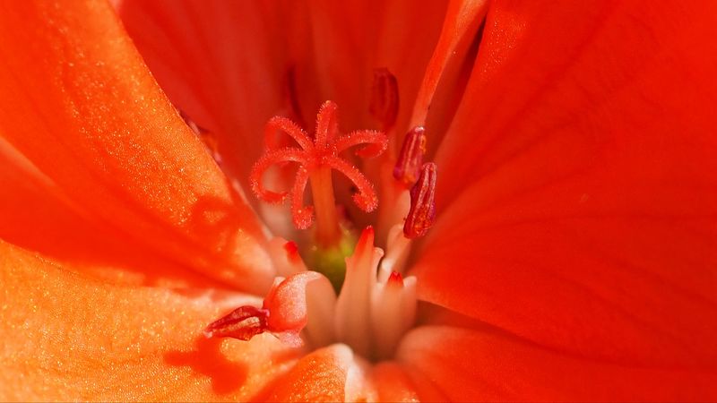 tulip, flower, pollen, stamen, petals, 4k