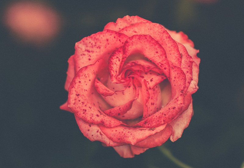 single pink and red speckled rose attached to stem, romantic rose 4k
