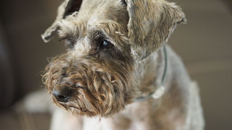 poodle, dog, muzzle, 4k
