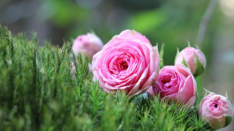 roses, flowers, buds, bouquet, 4k