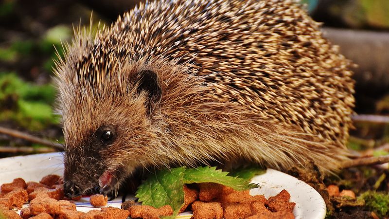 hedgehog, spines, food, 4k
