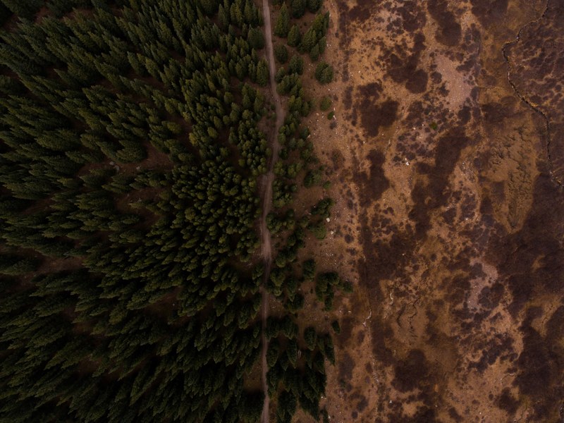 aerial view tree woodland and forest 4k