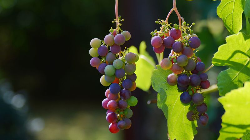 grapes, vines, berries, 4k