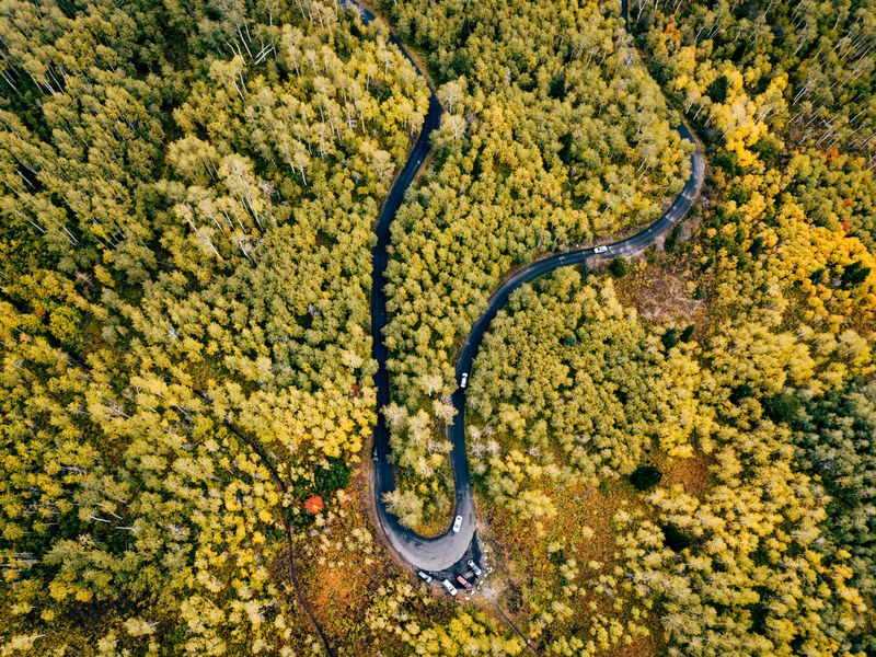 tree woodland forest and track 4k