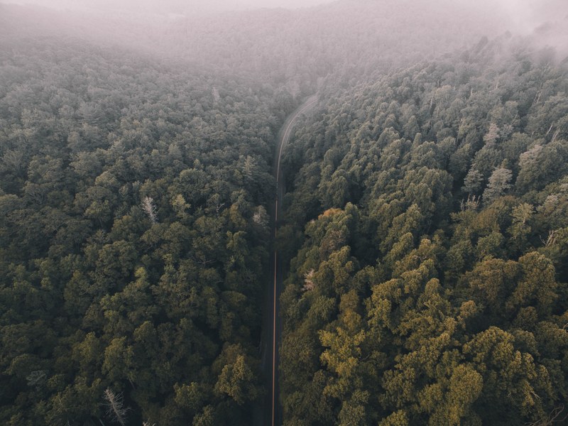 narrow road cuts through a lush green forest covered in fog, a life well lived 4k