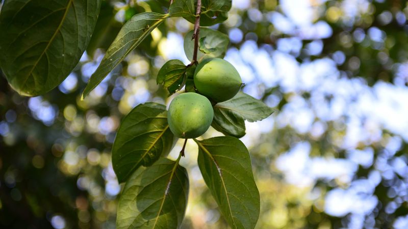 persimmon, branch, fruit, 4k