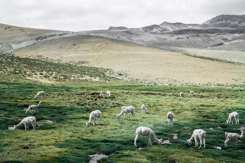 alpacas graze in a grassy field in peru, grazing in the meadows 4k