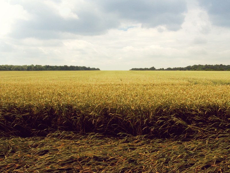 grain field wheat and crop 4k