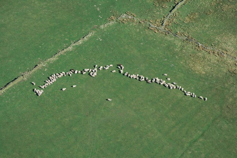 sheep gathering in a field in yorkshire 4k