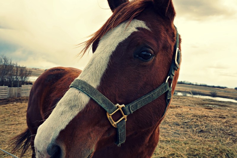 a close up of a dark bay horse with a white marking on its head on a wet field, horse on wetlands 4k