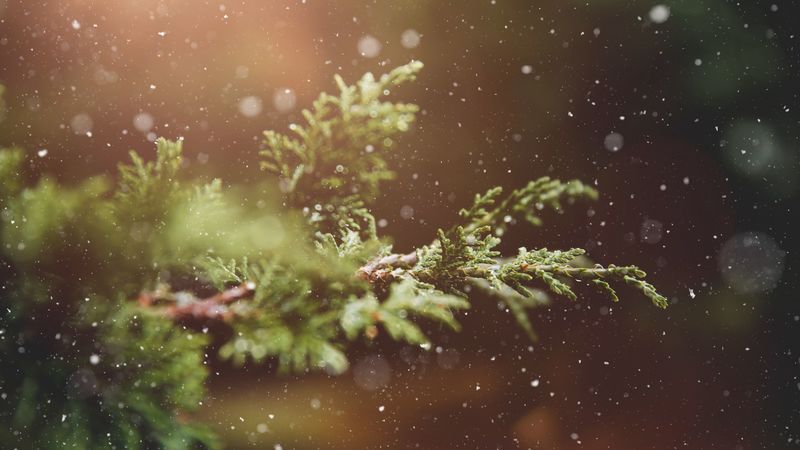branches, snow, glare, 4k