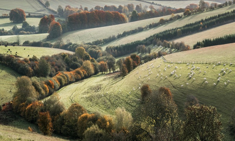 hill meadow grassland and rolling hill 4k