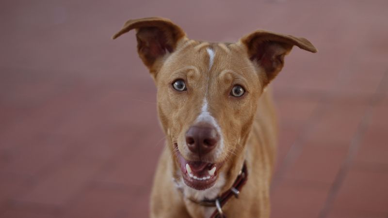 hound, dog, muzzle, 4k