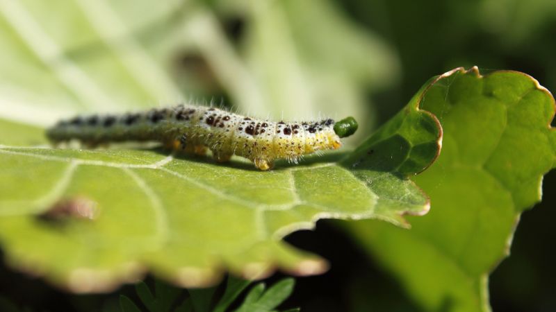 caterpillar, insect, leaf, 4k