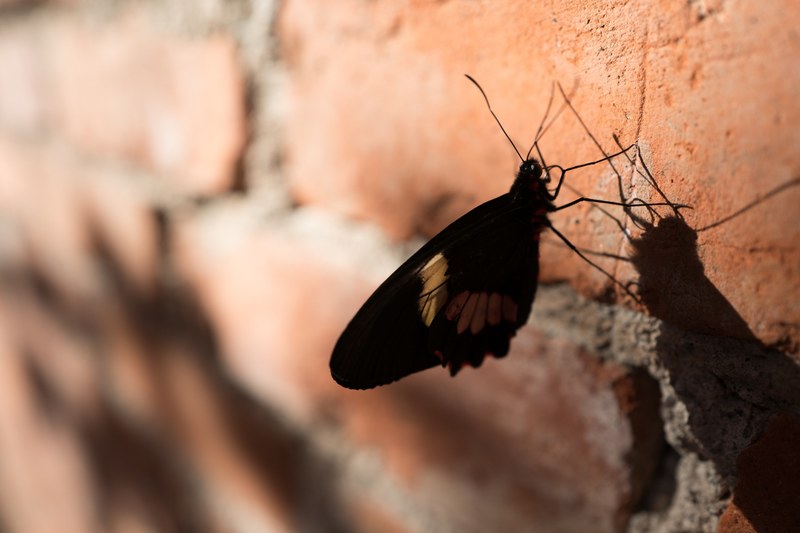 butterfly moth insect and bug 4k