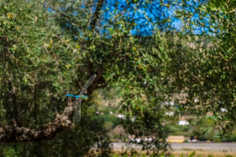 a light blue dragonfly circling in the air near a green tree, light blue dragonfly in flight 4k