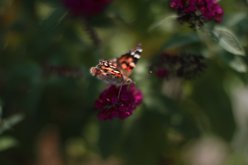 butterfly on a purple flower, _small 4k