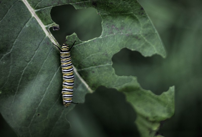 very hungry caterpillar 4k