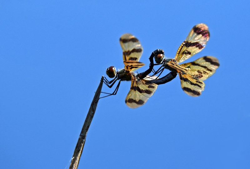 mating dragonflies 4k