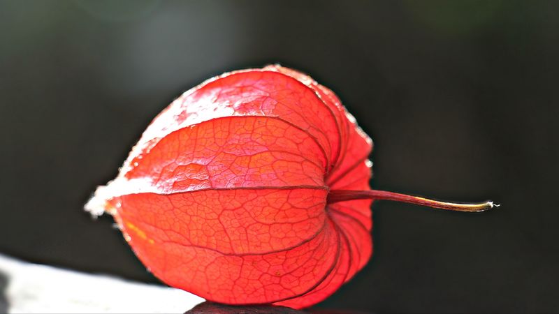 physalis, plant, close-up, 4k
