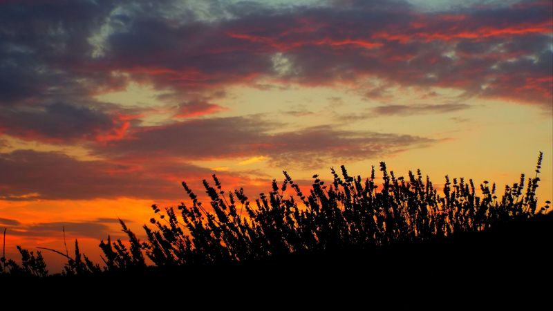 sunset, lavender, field, 4k