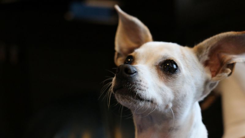 chihuahua, dog, muzzle, 4k