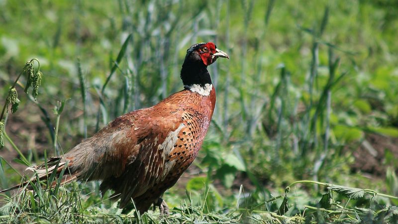 pheasant, bird, grass, walk, 4k