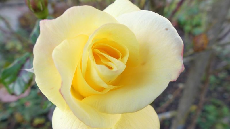 rose, flower, bud, petals, 4k