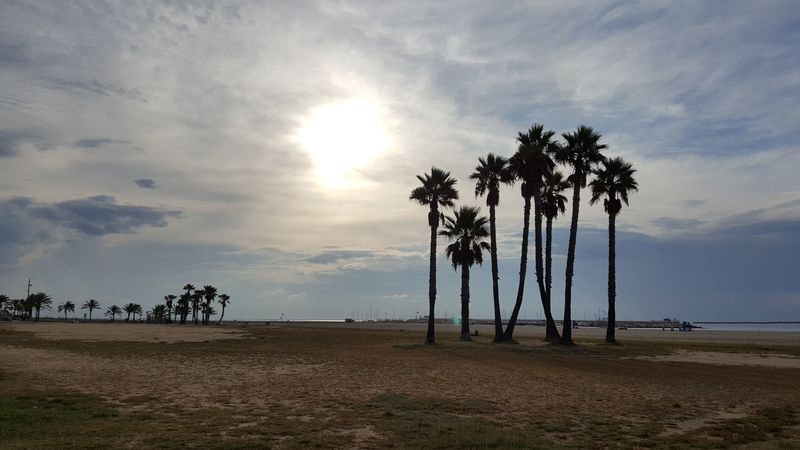 coma-ruga, spain, beach, palm trees, 4k