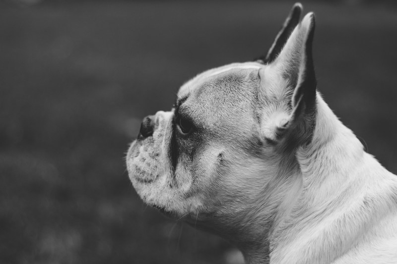 portrait of a cute french bulldog outside, monochrome pug in kerpen 4k