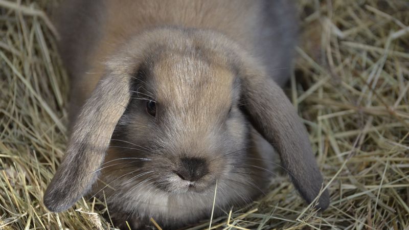 dwarf rabbit, rabbit, down, ears, hay, 4k