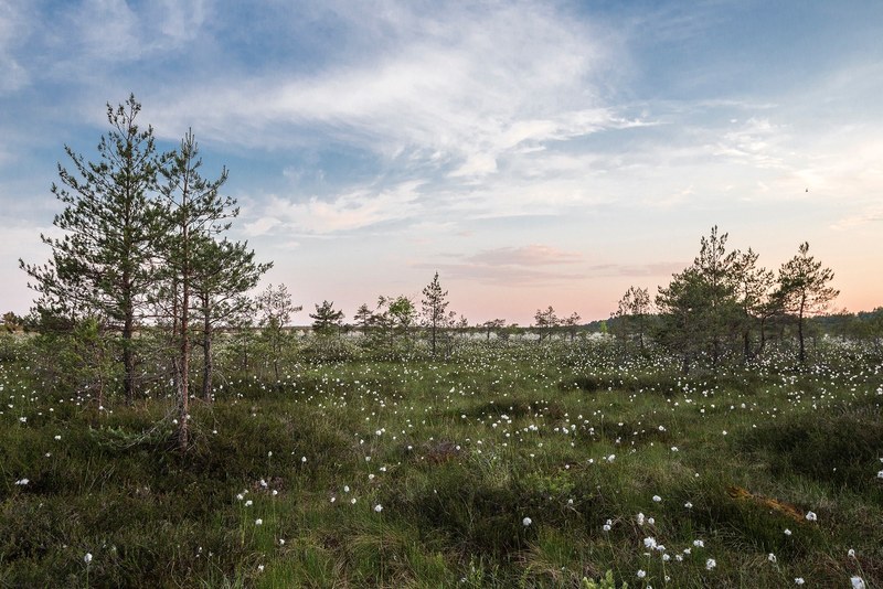 a peaceful green meadow covered with white flowers and sparse trees under wispy clouds, green and white meadow 4k