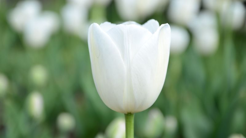 tulip, flower, bud, petals, white, 4k