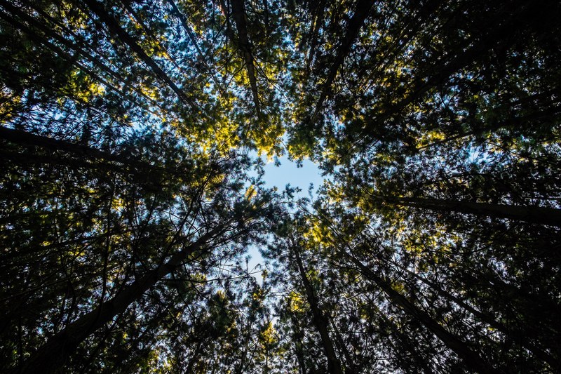 a dark canopy of tall trees illuminated by the sun from the top, trees reaching towards the sun 4k