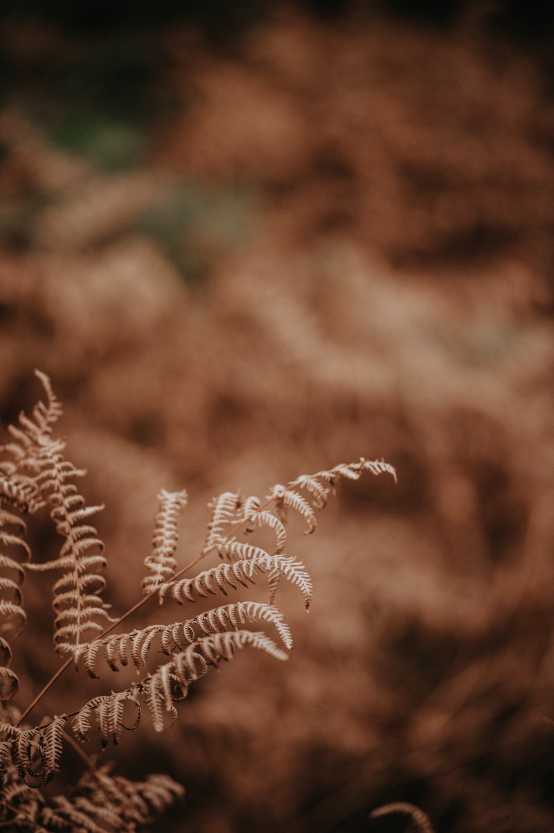 golden ferns 4k