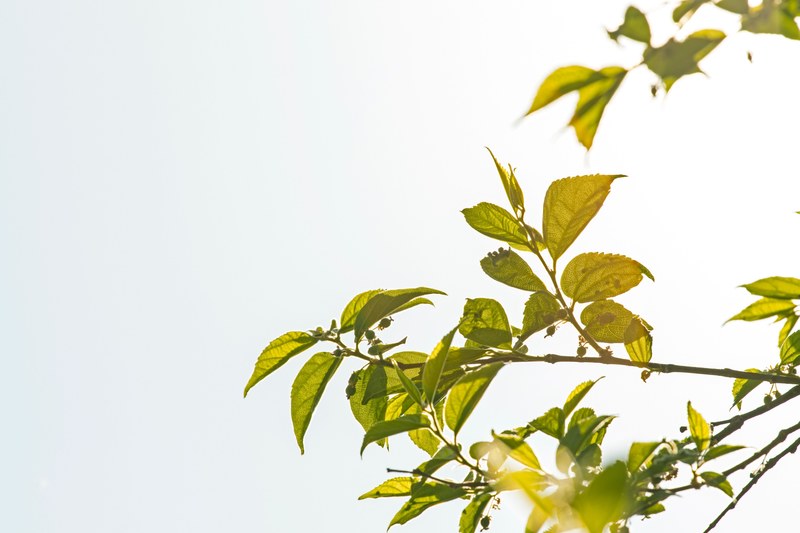 the promise of spring 4k
