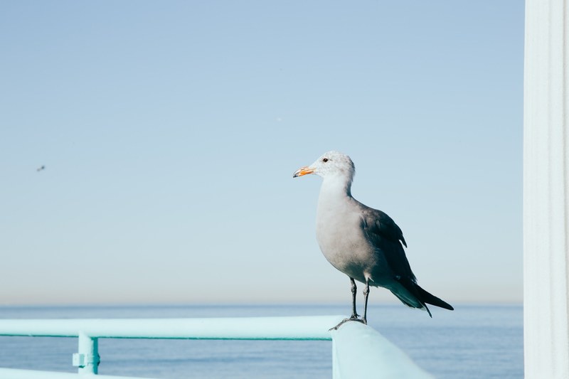 seagull sitting on a railing at manhattan beach, seagull sitting on a railing 4k