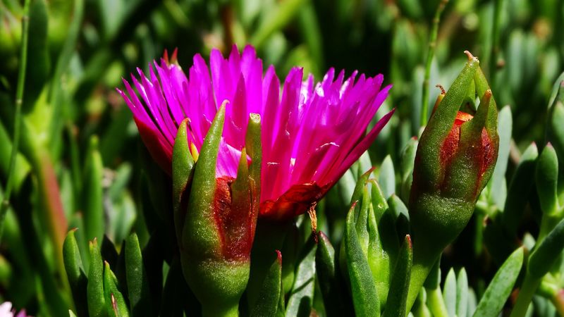flower, macro, plant, herb, 4k
