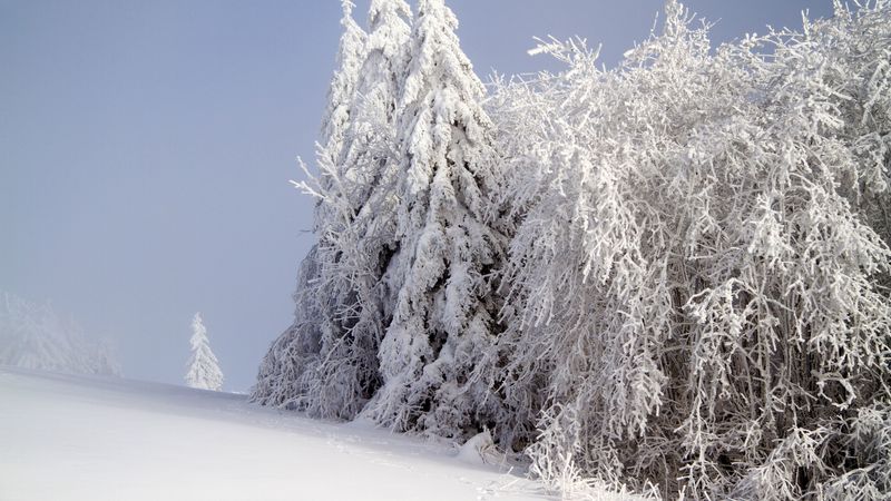forest, winter, snow, 4k